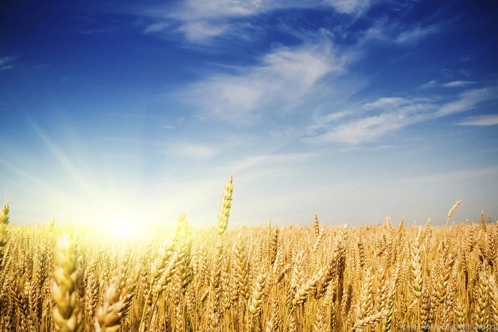 Gluten Or Not?