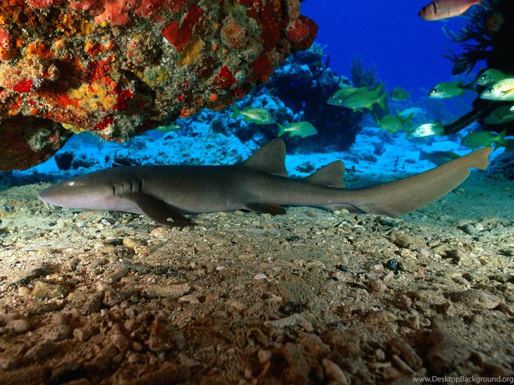 Hockey Team San Jose Sharks Coloring Pages To Print Out