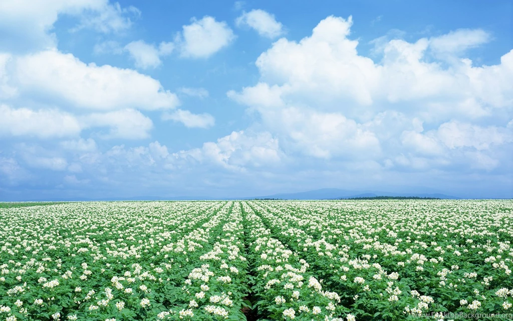 Hokkaido Travel Pastoral Landscape In Hokkaido (Vol.03) 1440x900 ...