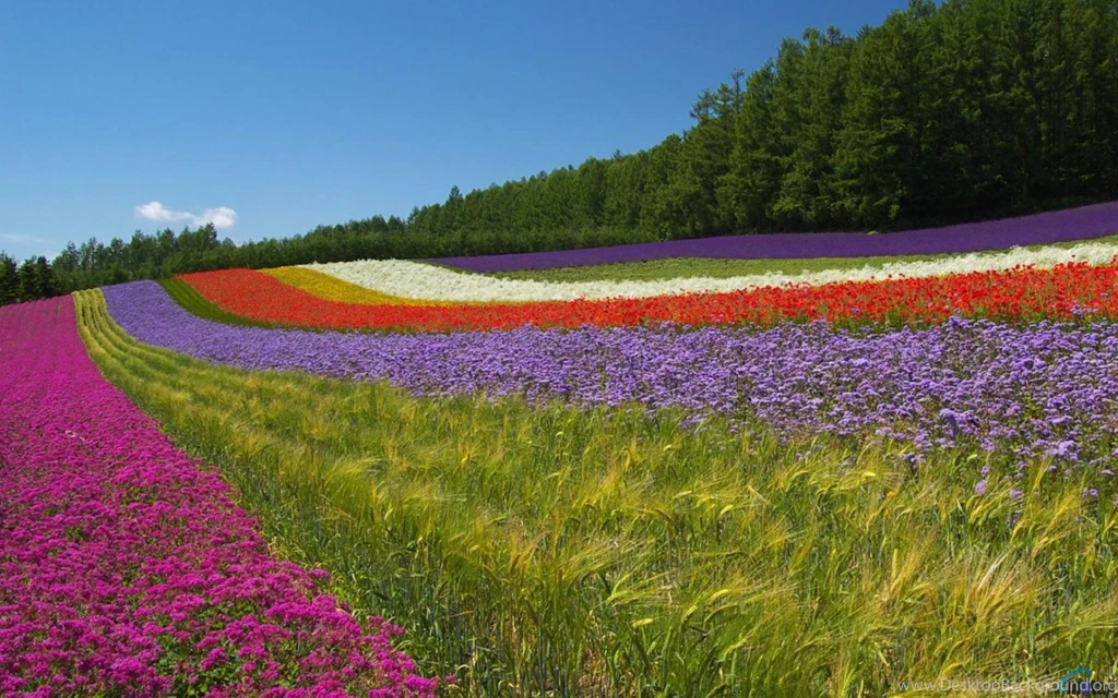 Download Wallpapers Farm Tomita, Furano, Hokkaido, Japan (1680 X ...