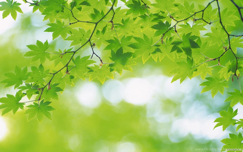 Nature Backgrounds And Images Collections Picsy Buzz