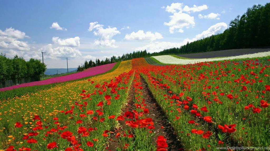 Japan Hokkaido Country Field : Open Field Under Sky1920*1080第3 ...