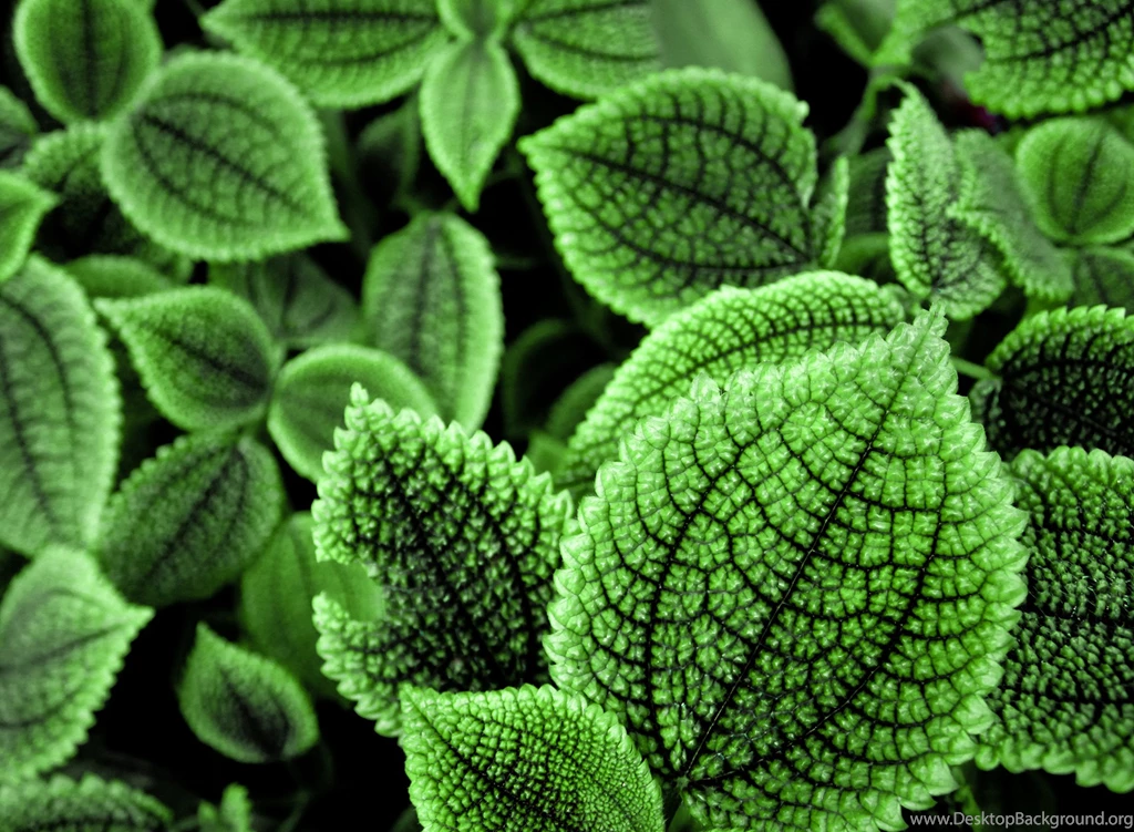 Wallpapers Wednesday   Green World