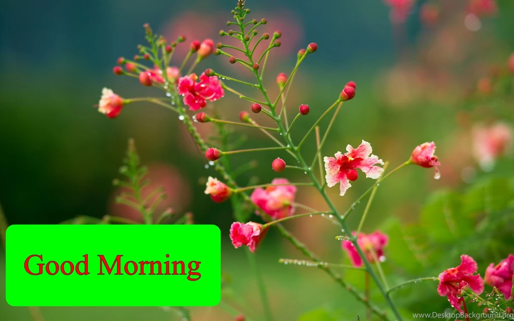 Good Morning Flower HD Wallpapers