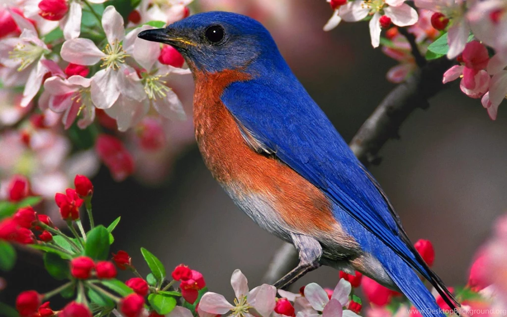 Hd Wallpapers Good Images   Fullwidehd.com