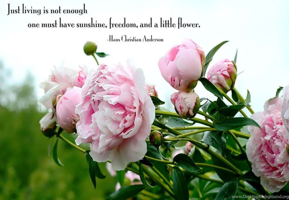 Good Images Of Flowers Hd