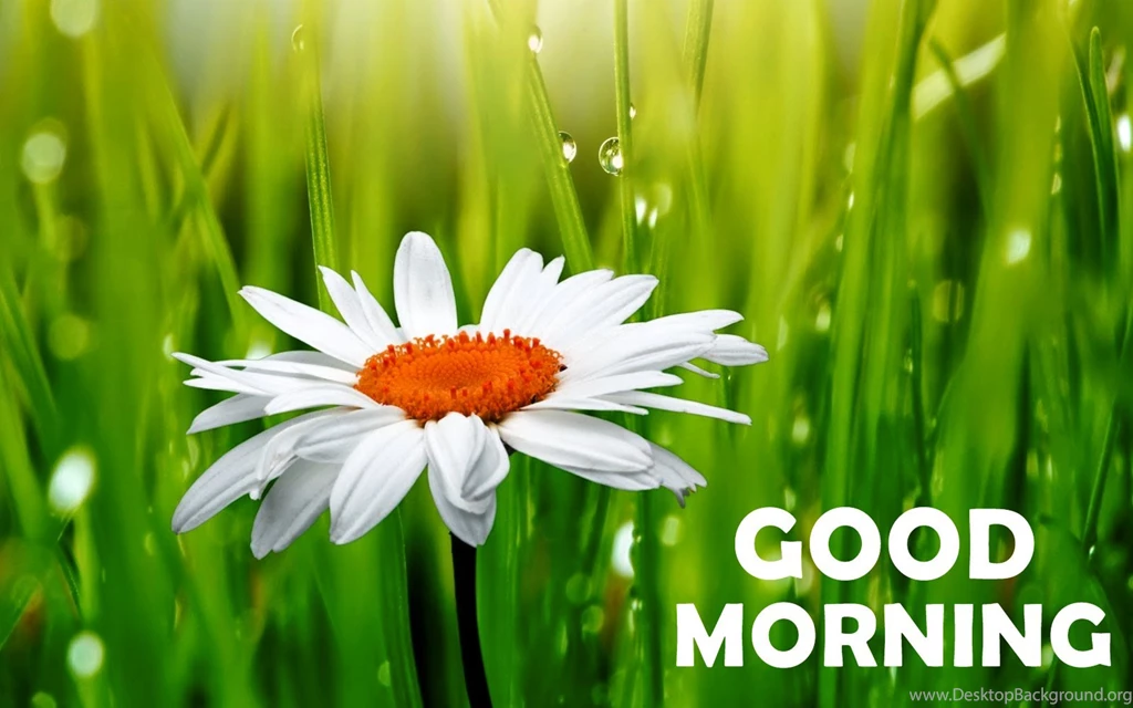 Good Morning Daisy Flower HD Wallpapers