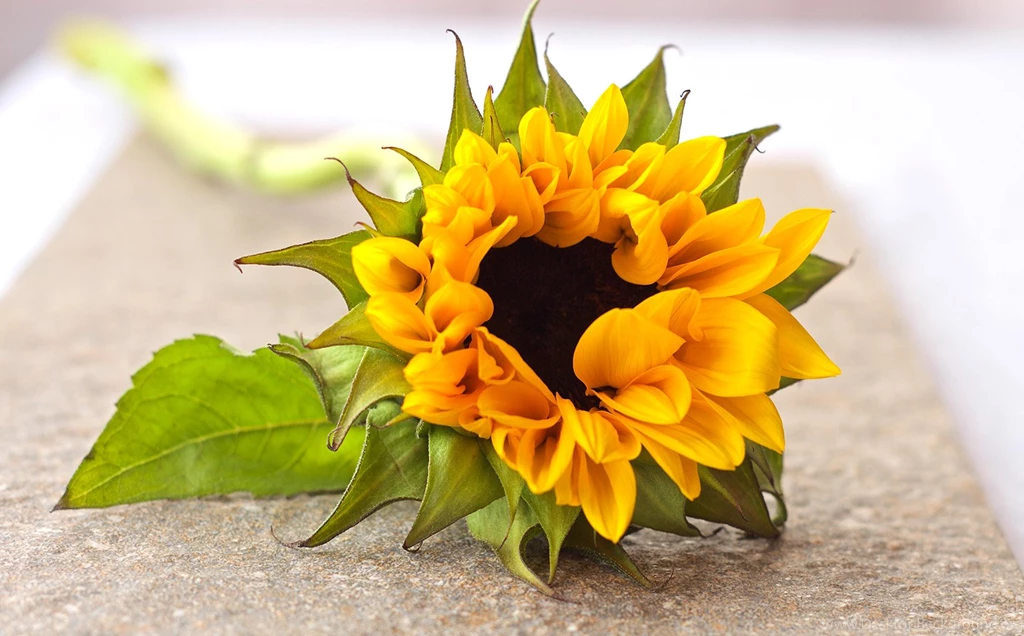 Sun, Petals, Flower, Color, Hd Nature Images, Wallpapers Of Flowers ...