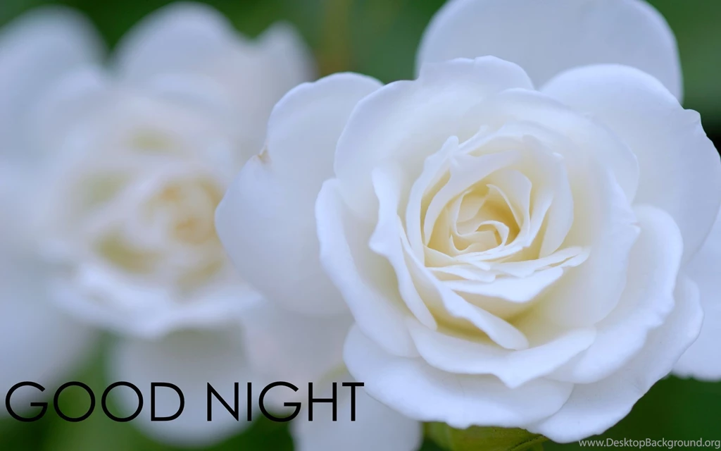 White Flower Good Night HD Wallpapers
