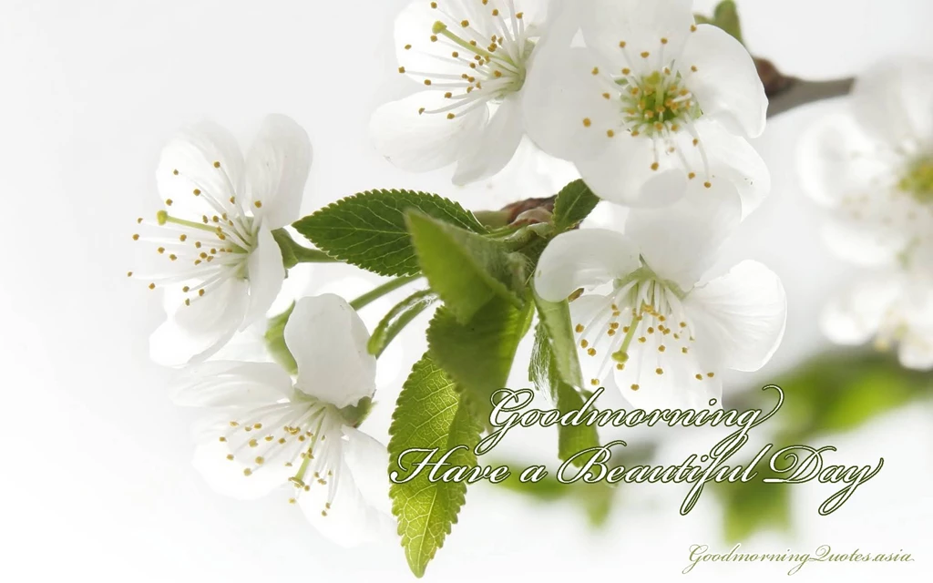 15+ Beautiful Good Morning Love Images With Flowers