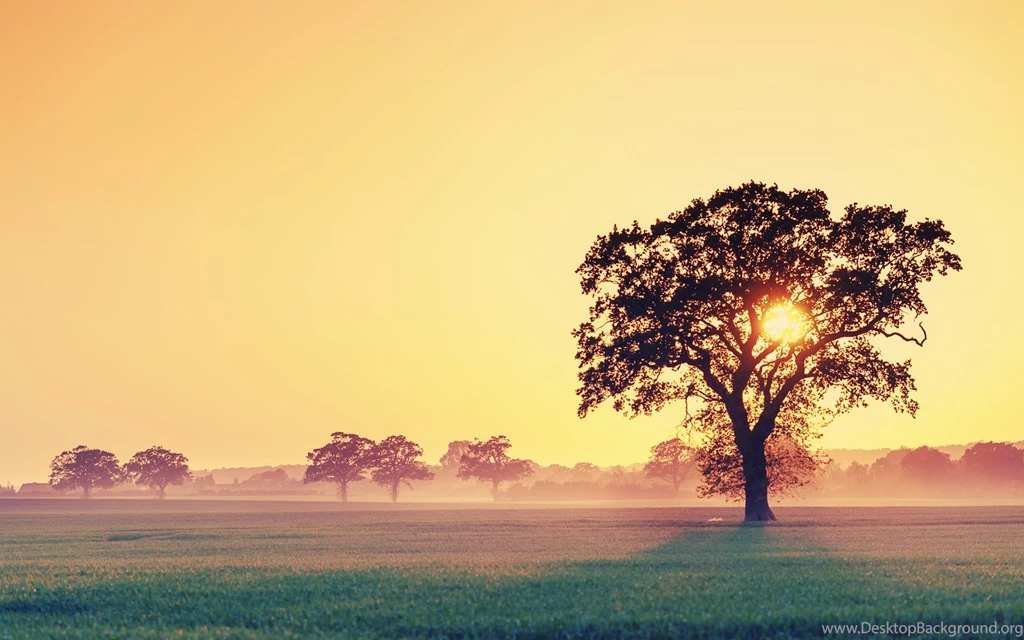 Tree Sunset Light Clouds Field Fence Nature Wallpapers