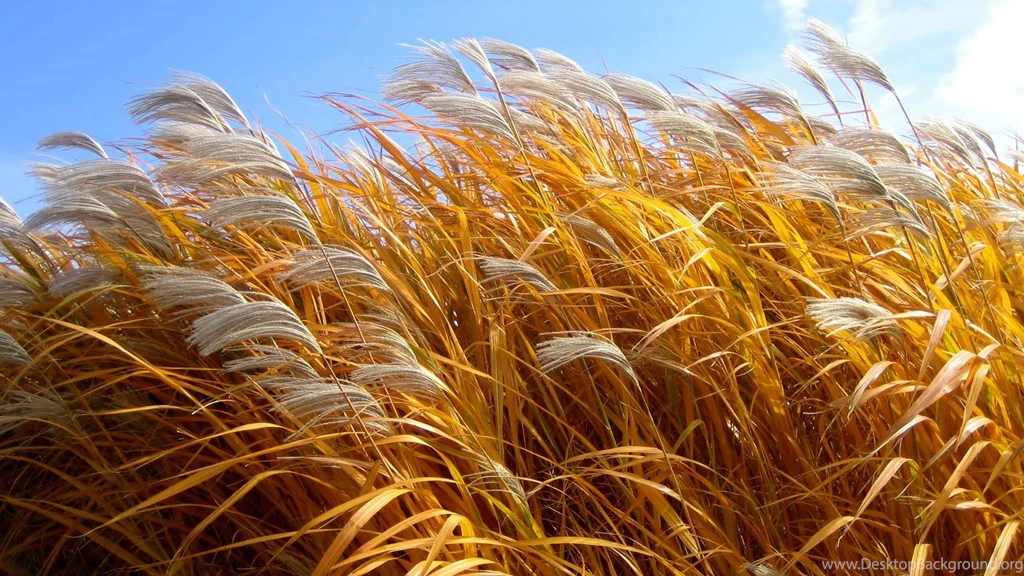 Desktop Wallpapers · Gallery · Nature · Giant Cane