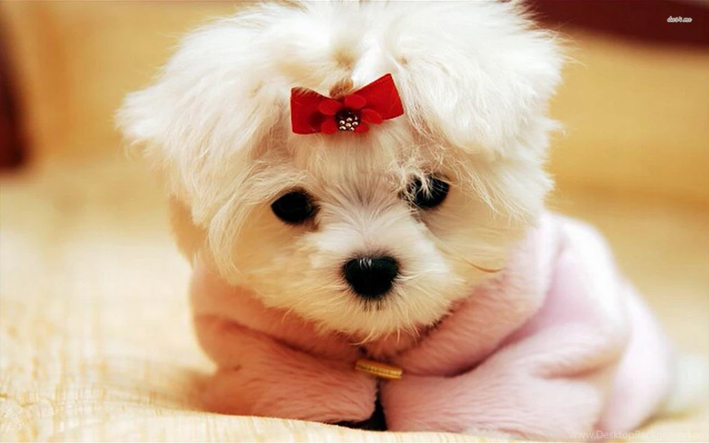 Cute Puppy Images