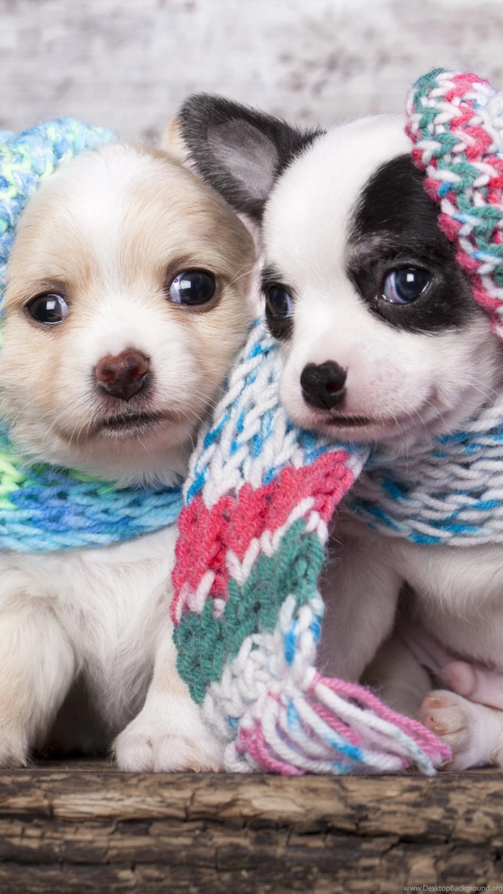 Scarf Puppy Dog Couple Iphone 6 Wallpapers Download Iphone ...