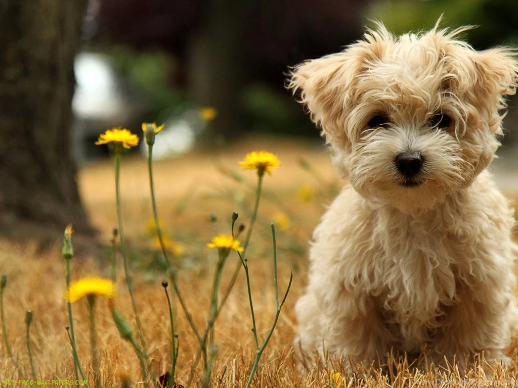 Puppies Wallpapers