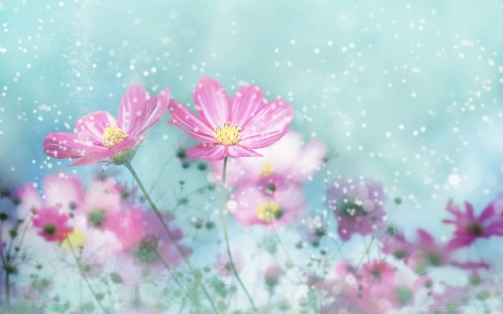 Most Marvelous 50 Beautiful Flowers HD Wallpapers (Free For All ...
