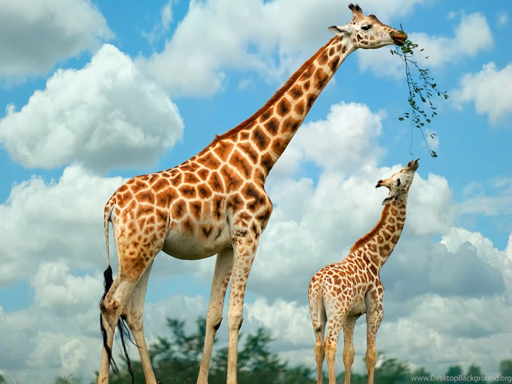 Giraffe High Definition Wallpapers Free Download Marvelous Hd ...