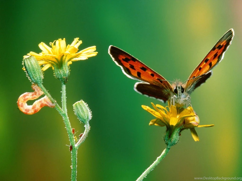 Batterfly Marvelous Metamorphosis Wallpapers Animals Wallpapers ...