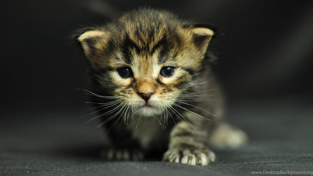 Little HD Wallpapers, Cat Backgrounds