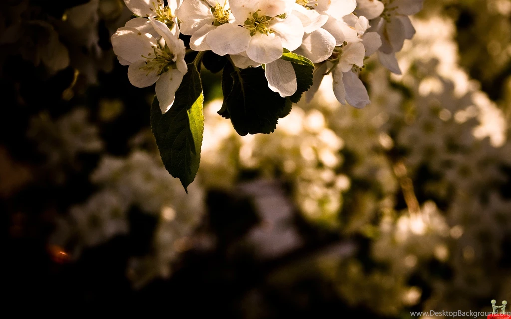 Cute Blossom HD Wallpapers