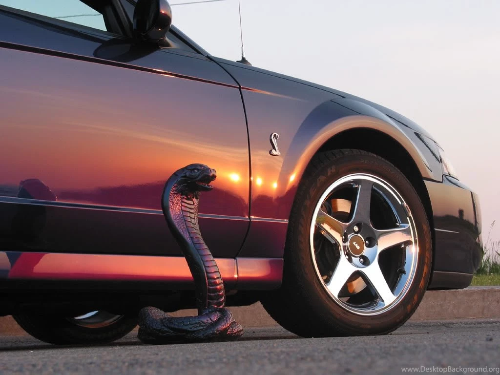 Mustang Cobra Wallpapers Wallpapers Of My Cobra Color Svt Mustang ...