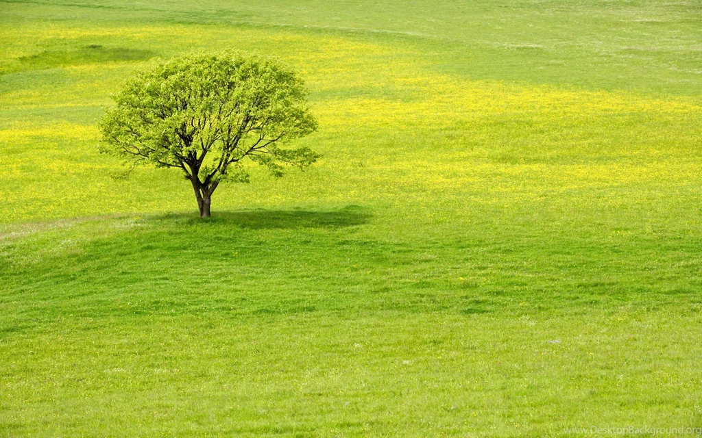 Tree Meadow Grass Field Summer Green Flowers