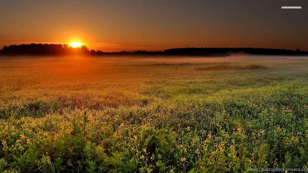 Tall Grass Field Wallpaper.