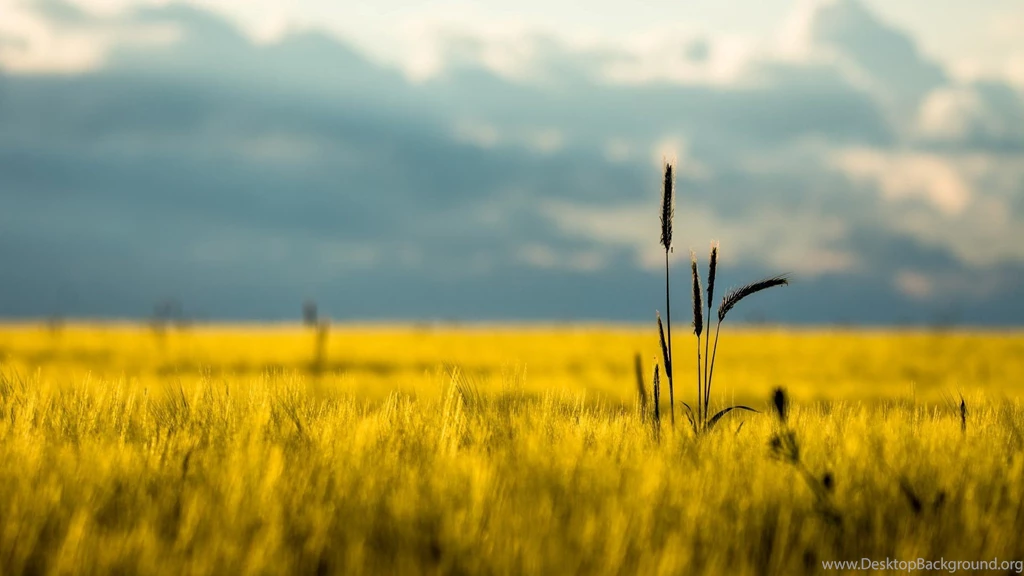 Lonely Tree Wallpapers In Green Grass Field HD Wallpapers