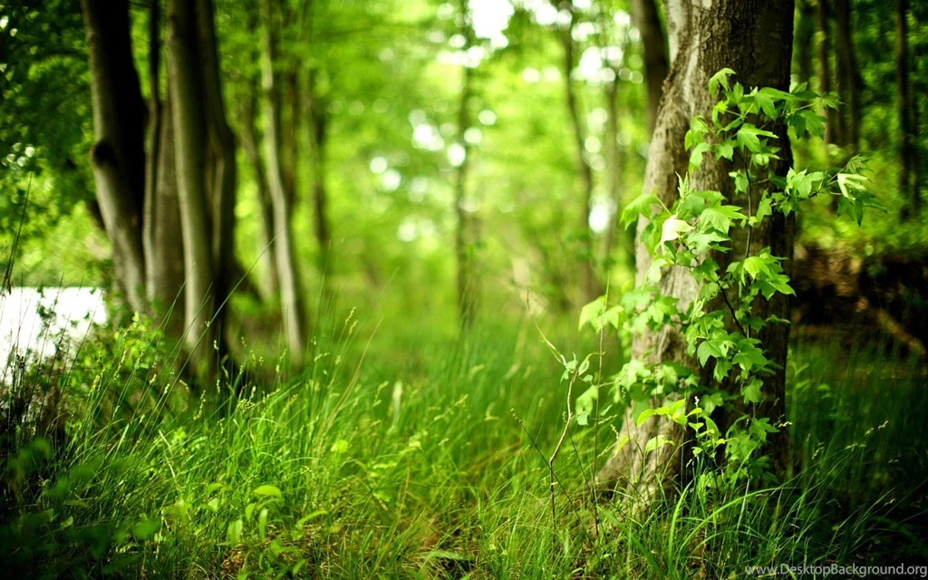 Depth Of Field Forest Grass Widescreen Wallpapers
