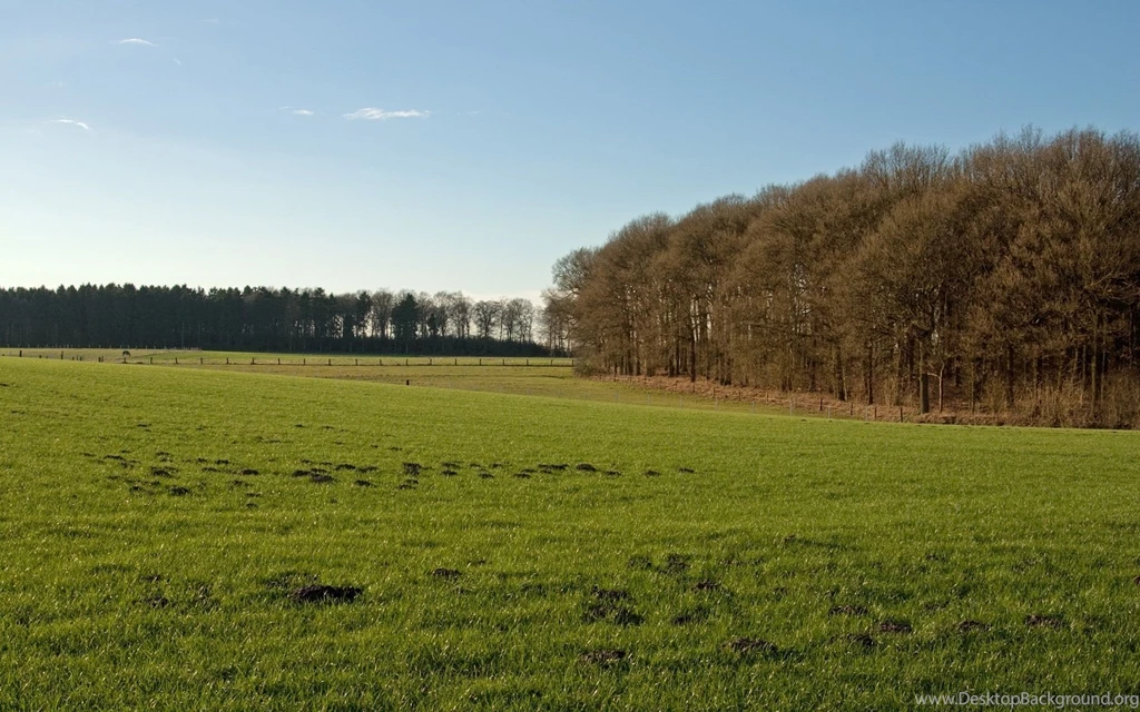 1920x1200 Sky Trees & Grass Field Desktop PC And Mac Wallpapers