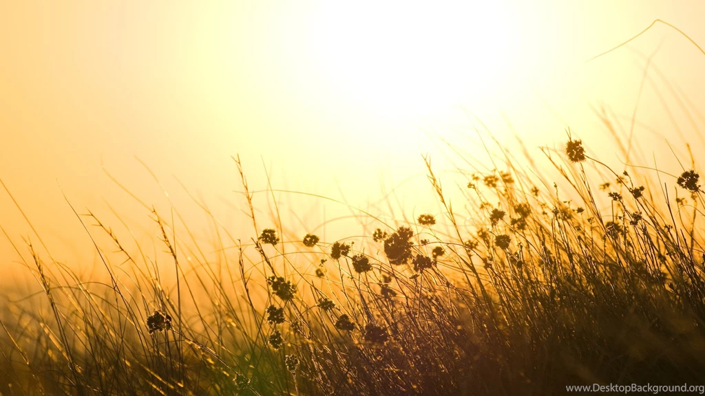 Grass Field, Flowers, Sun, 1920x1080 HD Wallpapers And FREE Stock Photo