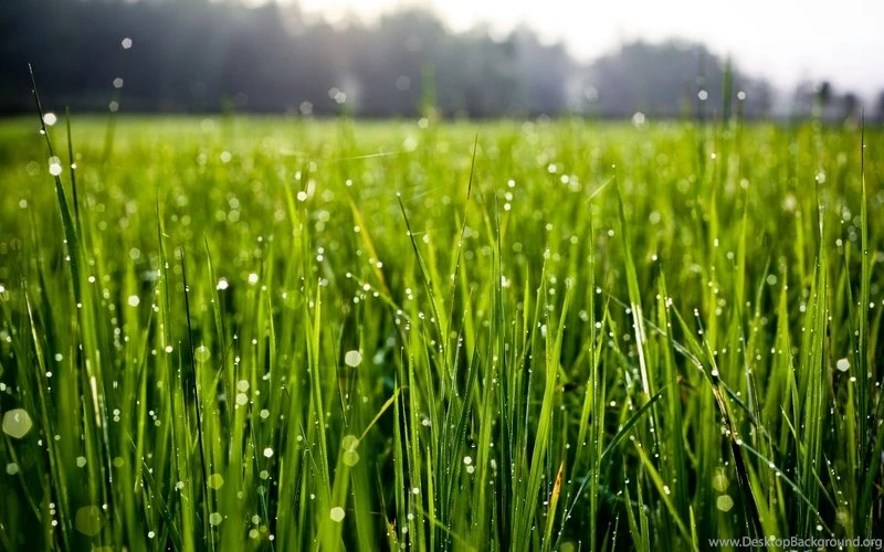 Nature,landscapes Landscapes Nature Grass Water Drops Depth Of ...