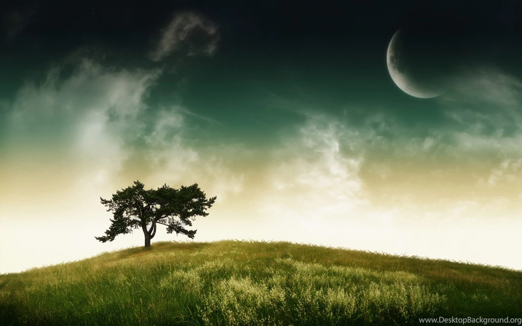 Lonely Tree Wallpapers In Green Grass Field HD Wallpapers
