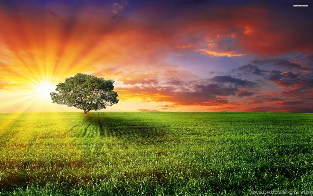 Lone Tree In A Grass Field, Cloud, Sky, Nature, 2560x1600 HD ...