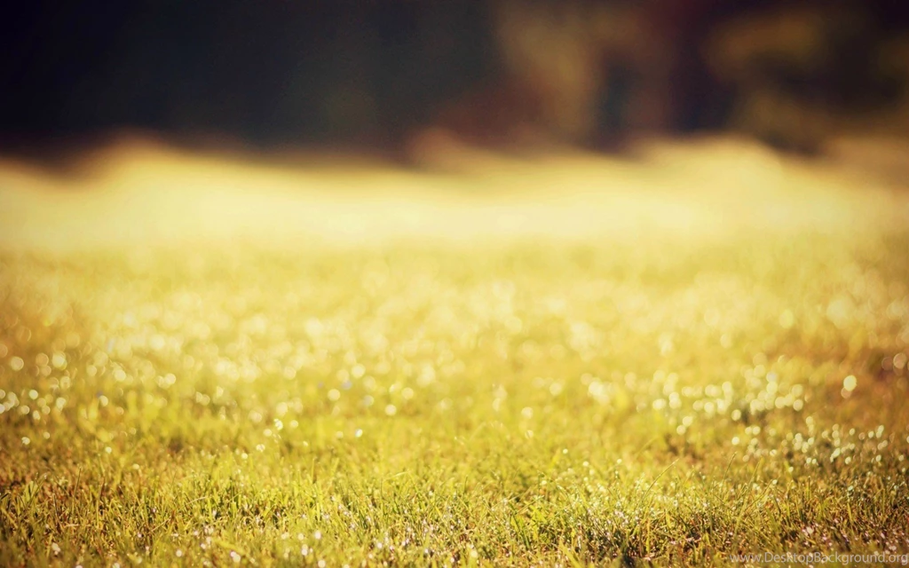 Grass Nature Wallpapers