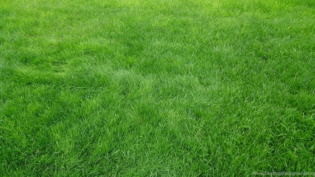 Download Wallpapers 3840x2160 Grain, Grass, Field, Green 4K Ultra ...