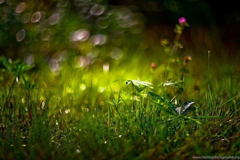 Nature Trees Grass Fields Fog 3008x2000 Wallpapers – Nature Fields ...