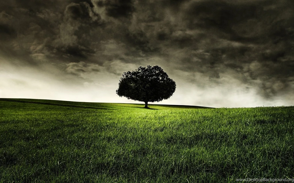 Lonely Tree Wallpapers In Green Grass Field HD Wallpapers