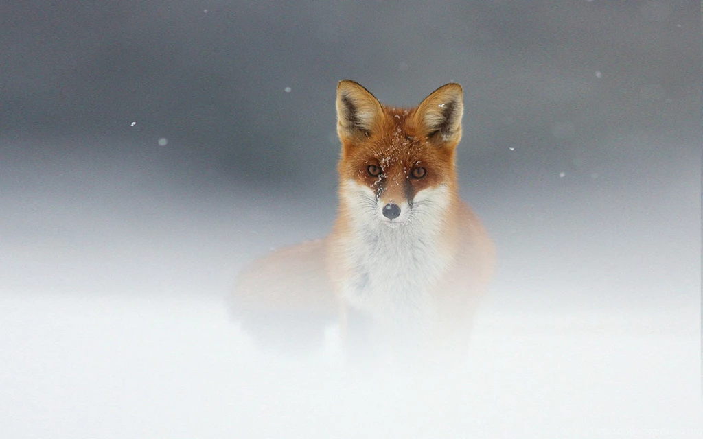 452 Fox HD Wallpapers