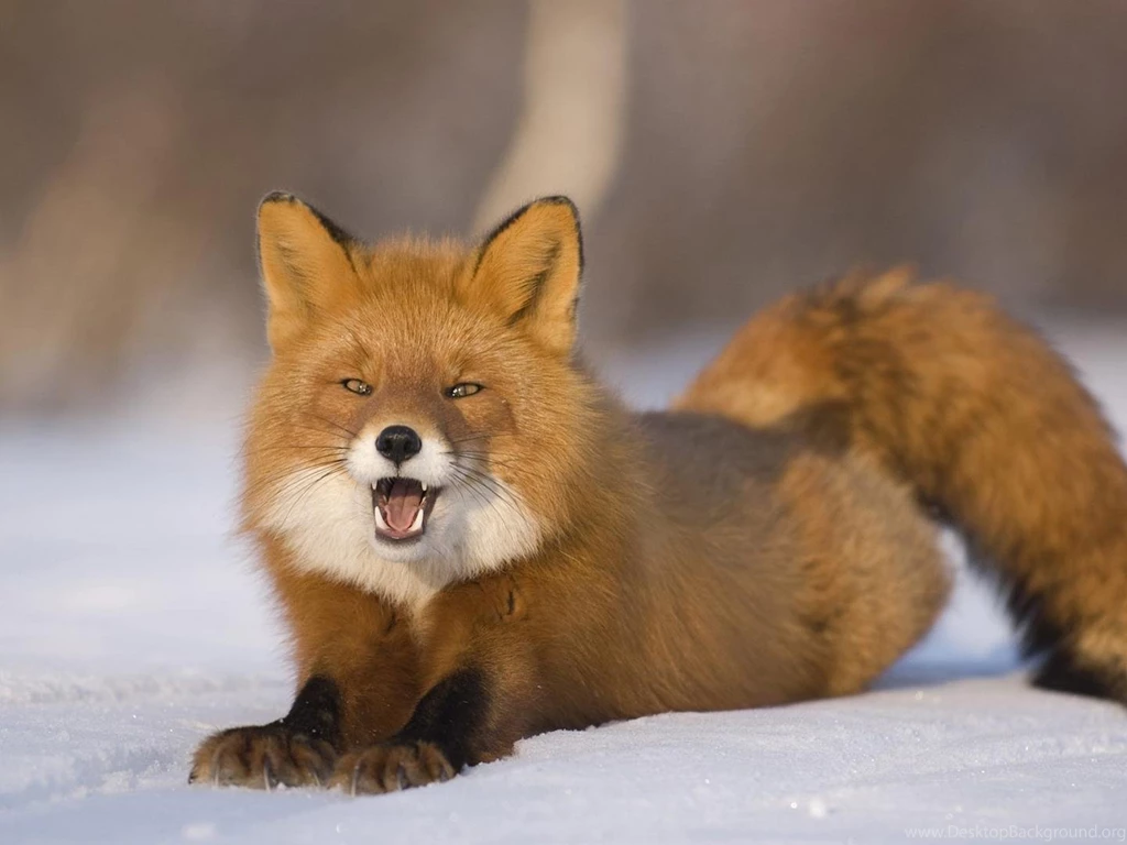 Red Fox Wallpapers Wallpapers Cave