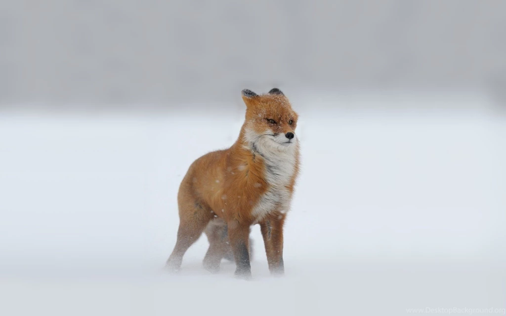 Foxes Wallpapers
