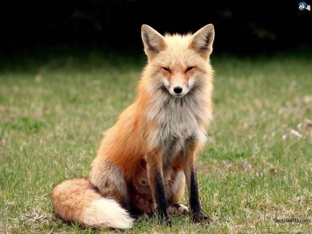 Foxes Wallpapers