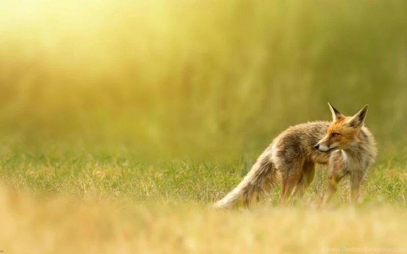 Animals Grass Depth Of Field Foxes 1920x1200 Wallpapers – Nature ...