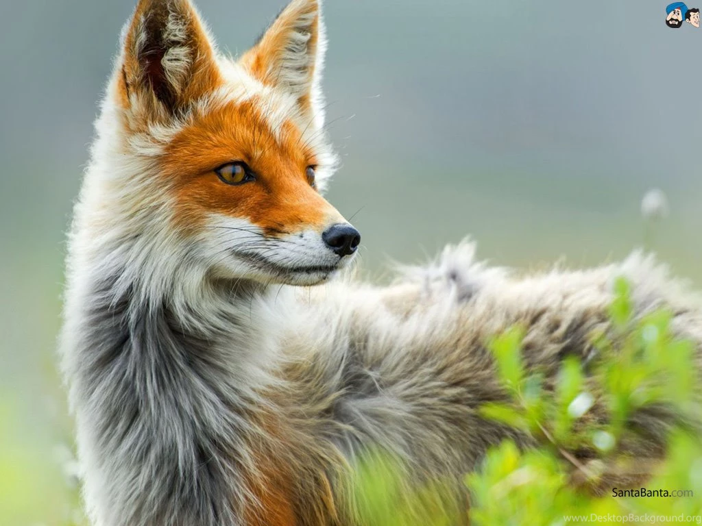 Foxes Wallpapers