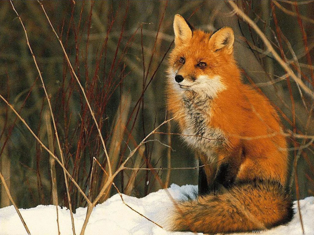 Red Fox   Red Foxes Wallpapers (13290156)   Fanpop