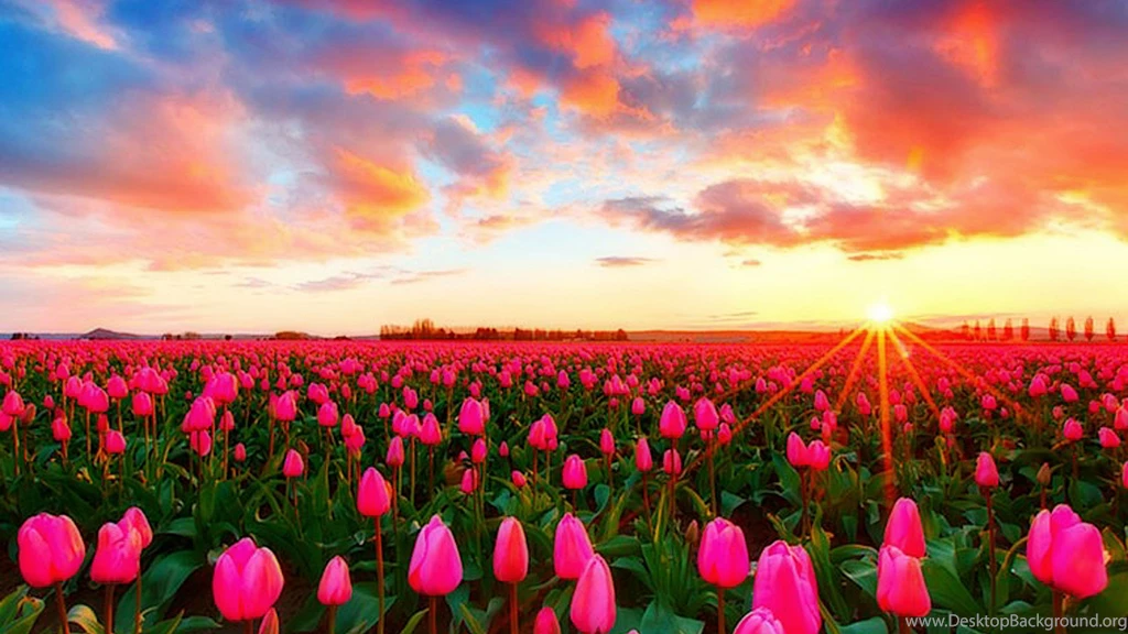 Tulip Field Wallpapers Full HD For Desktop Uncalke.com