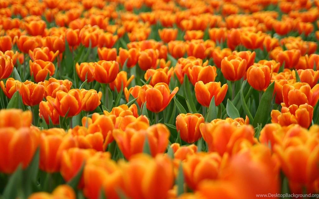 Tulip Field Wallpapers