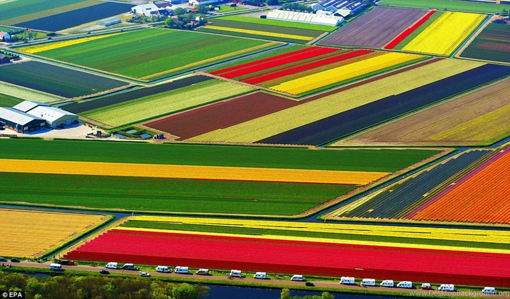 Tulip Flowers Wallpapers
