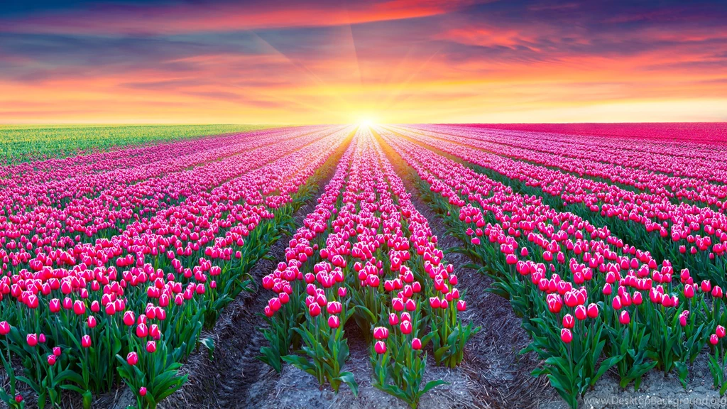Tulip Fields Archives HD Wallpapers & 4K Wallpapers Download For ...