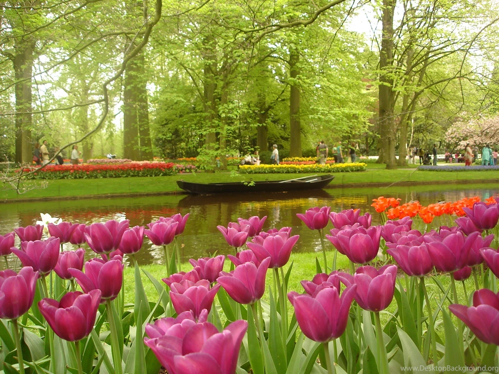 Tulip Fields Tulips Field Flower Flowers Wallpapers